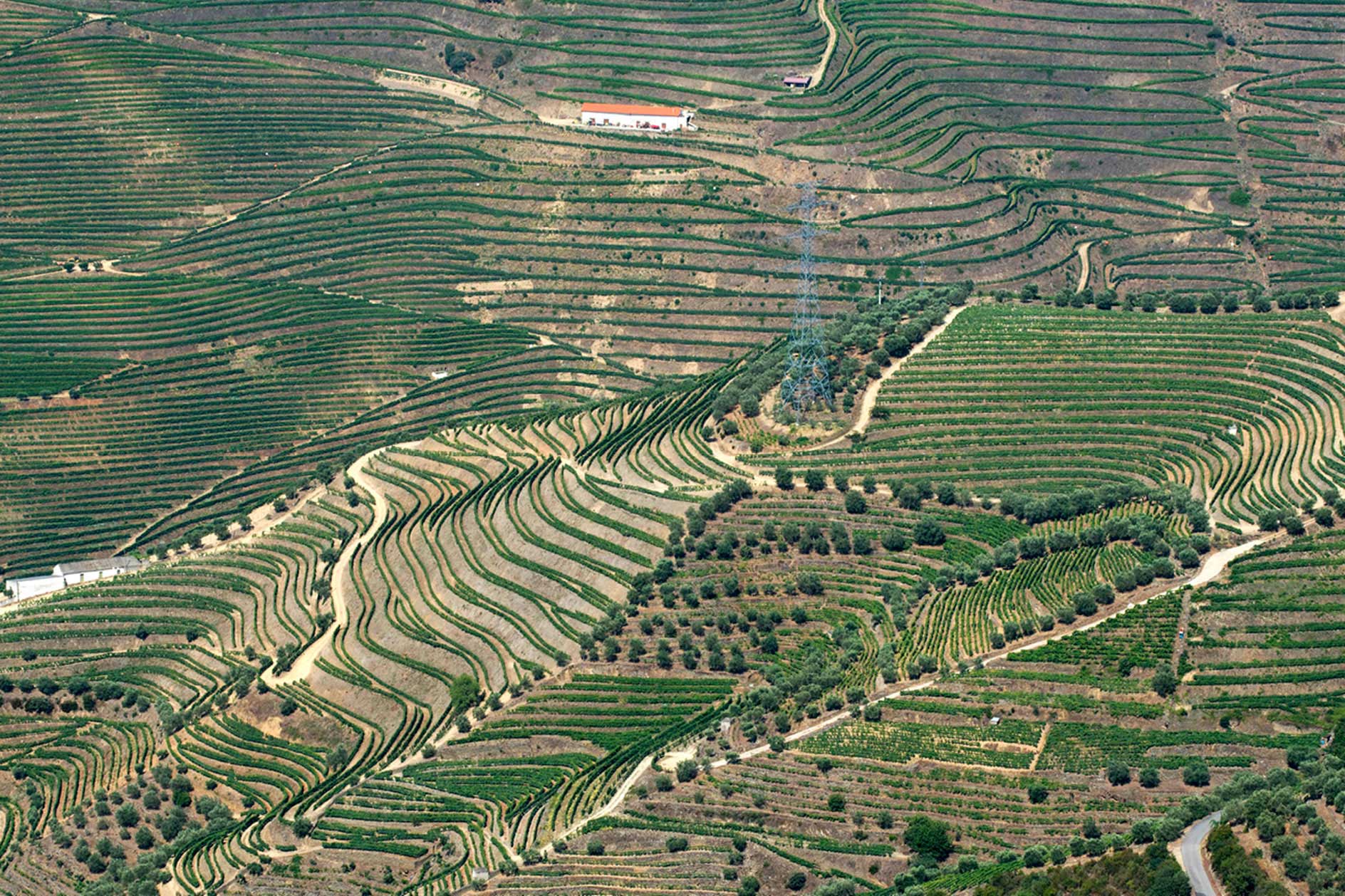 Douro Landscape, from Whotrips.com